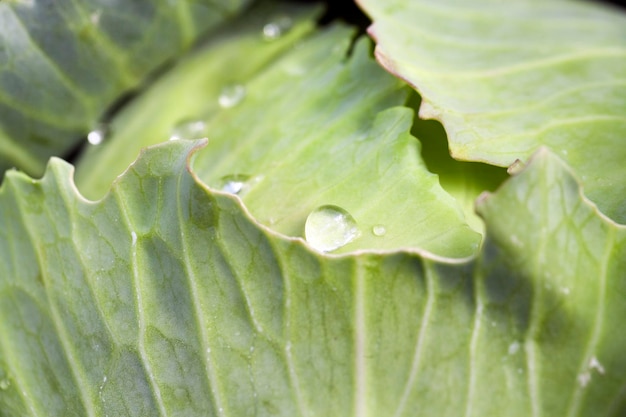 Cavolo cappuccio verde con gocce