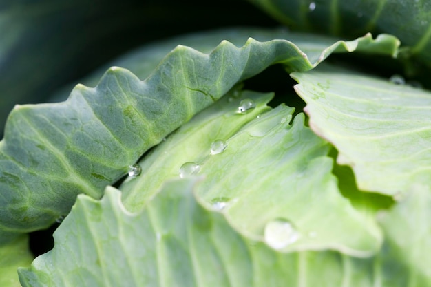 Green cabbage with drops