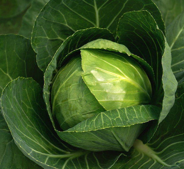 Green cabbage with leaves growing in the garden. Close-up