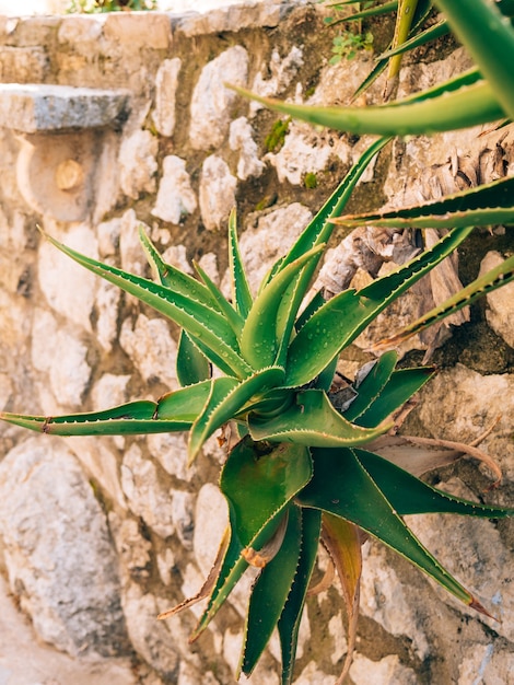 Green cacti closeup in montenegro cacti in the urban landscape