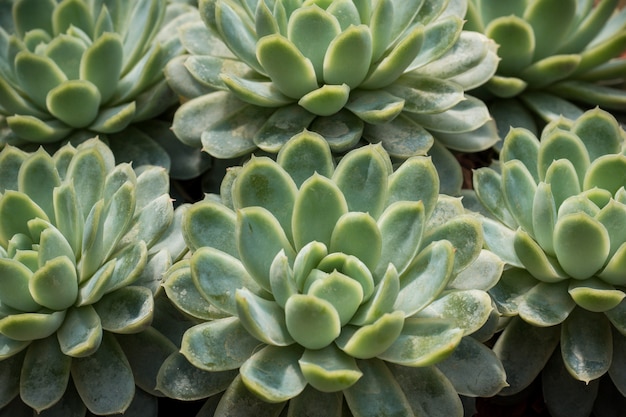 Green cacti and succulents Selective focus Close up