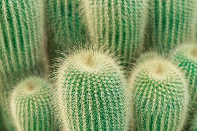 Green cacti with thick thorns