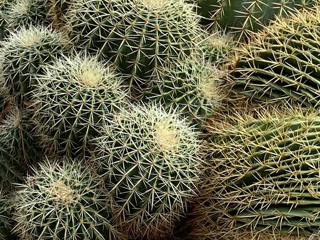 Foto palle di cactus verdi sfondo naturale consistenza per design manifesti banner decorazione