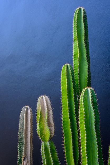 Photo green cactus on black background