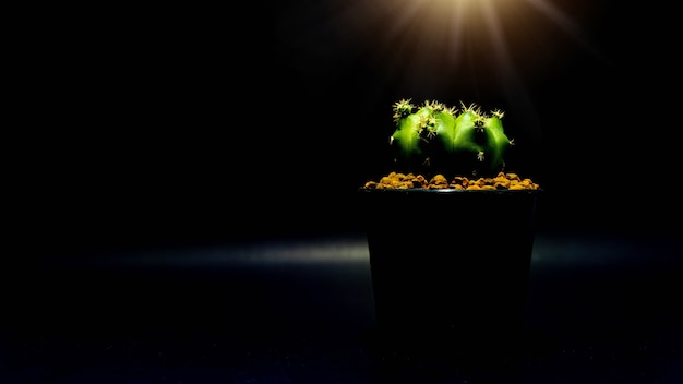 Photo green cactus in a black pot against a white background with bright lights