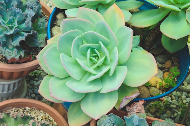 Green cactus blooming in a flowerpot