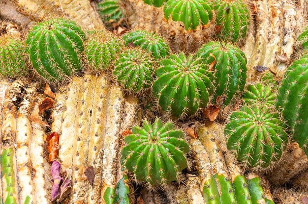 Green Cactus in the botanical garden of Funchal on Madeira Island