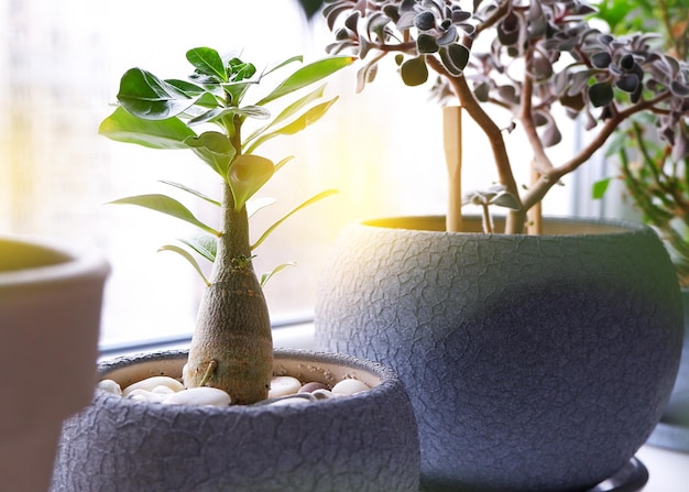 Green cactus in a ceramic pot