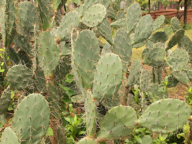 Green cactus close up