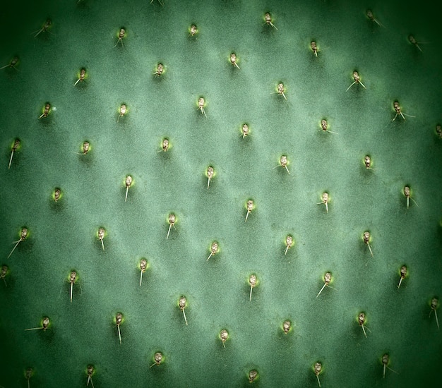 Green cactus closeup