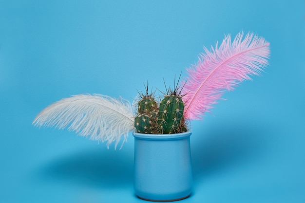 Green cactus and colored feathers in a blue pot on a blue background with a copy space.