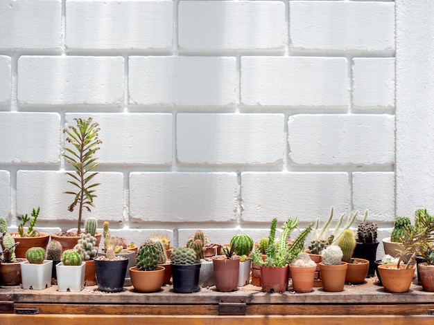 Green cactus in concrete pots on the shelf