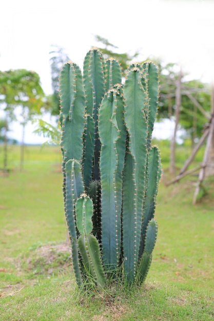 Green cactus in the garden.