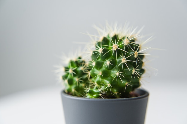 Green cactus on a gray background. Domestic plant succulent