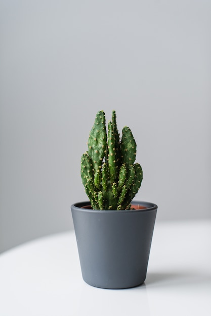 Green cactus on a gray background. Domestic plant succulent