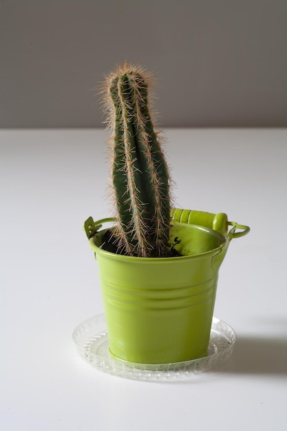 A green cactus in a green pot on a white table