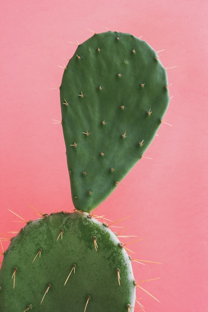 パステルの淡いピンクの背景に緑のサボテンOpuntia。