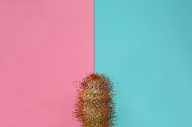 Green cactus on pink and green