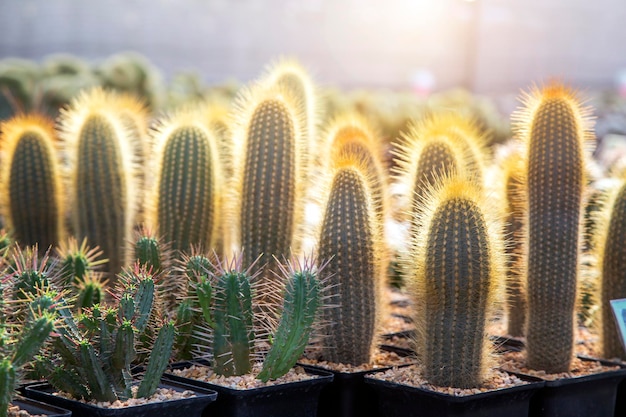 Green cactus plant in greenhouse garden with sun light