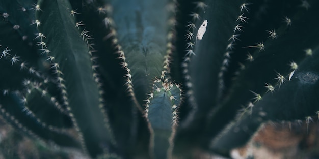 緑のサボテン植物の生きている自然の背景、夏の熱帯砂漠の植物、植物園の観葉植物の最小限のジューシーな花の装飾、創造的な植物の木の生活