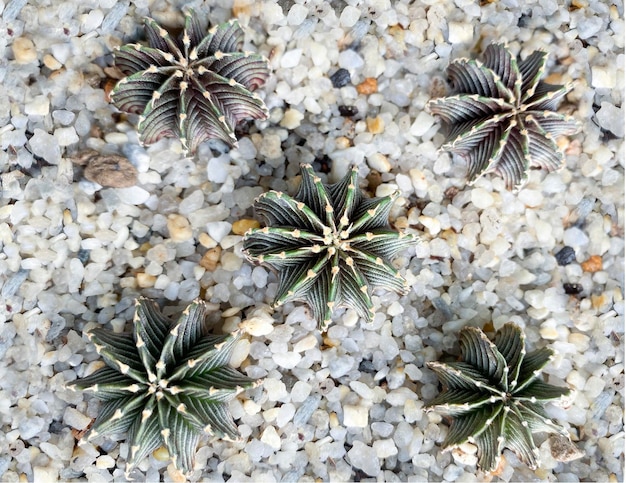 小さな石の農業の概念に緑のサボテンの植物