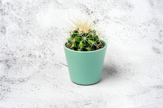 Green cactus in a pot on a stone table