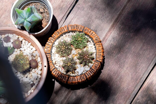 Green cactus in the pots on wood table and sun light top view