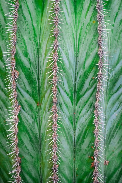 green cactus spines line texture