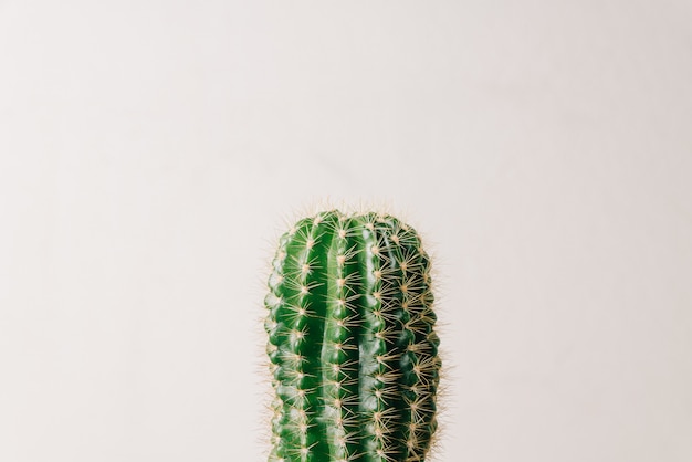 Green cactus on white wall. Minimal decoration plant  with copy space.