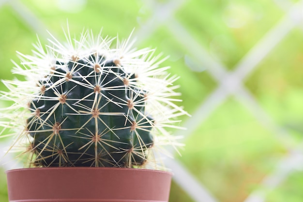 Green cactus on the windowsill