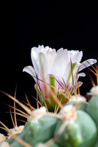 花と鋭い長い針を持つ緑のサボテンの開花中に大きな鋭い針を持つ緑のサボテン