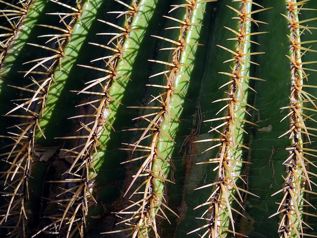 Green cactus with needles Closeup Background