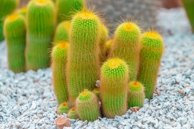 Cactus verde con la vista superiore della spina rossa sul giardino di rocce