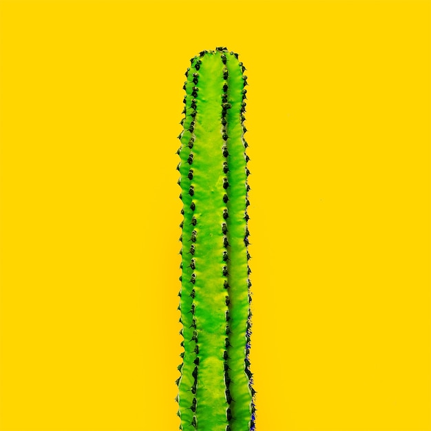 Green cactus on a yellow background. Minimal art gallery