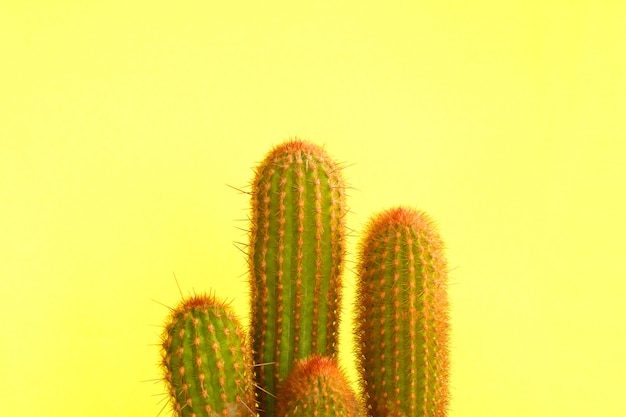 Green cactus on yellow.