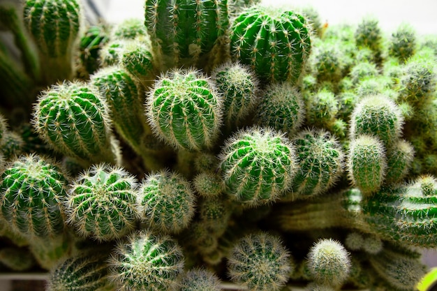 Green cactuses growing on window with small water drops