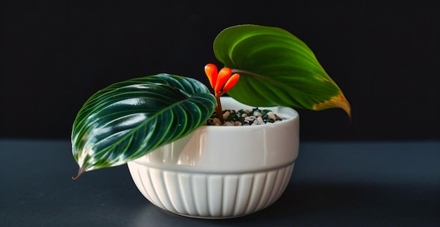 Green calathea in tiny white pot with rhinestone heart