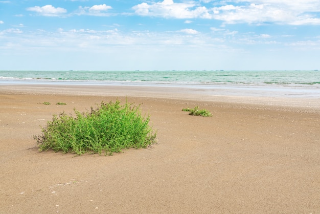 Green camel thorn on the seashore