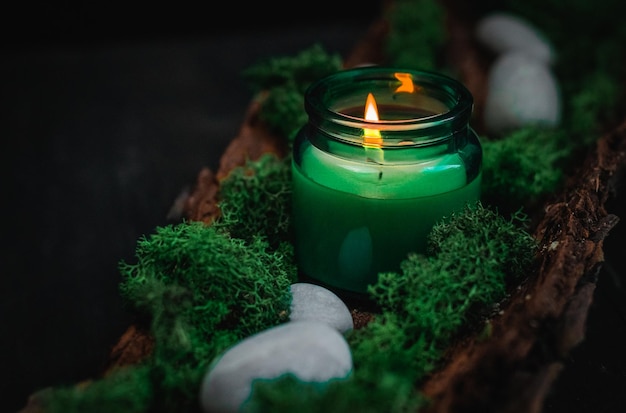 Green candle moss and stones in the bark of a tree on a black background