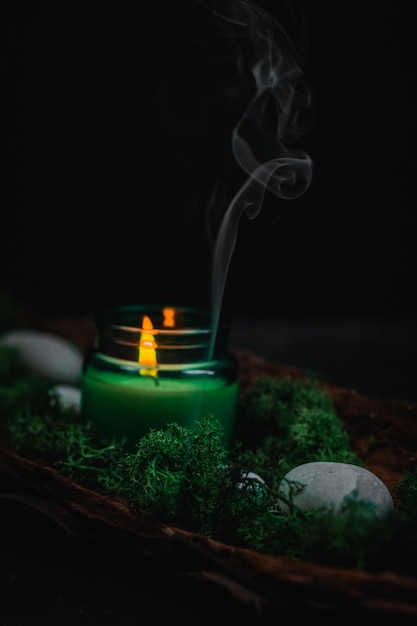 Green candle moss and stones in the bark of a tree on a black background