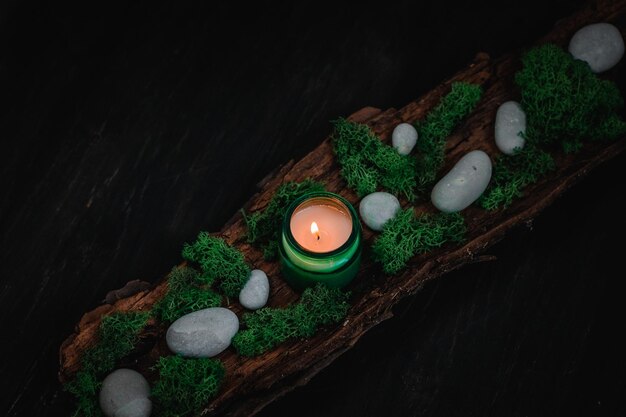 Green candle moss and stones in the bark of a tree on a black background