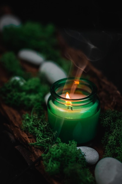 Green candle moss and stones in the bark of a tree on a black background