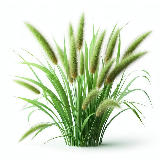 Green cane reed grass isolated on a white background