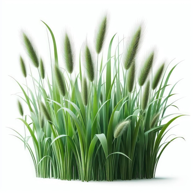 Зелёная тростниковая трава на белом фоне