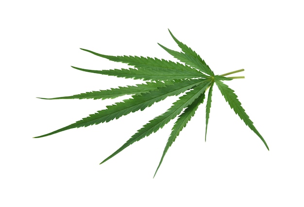 Foglia di cannabis verde isolata su bianco.