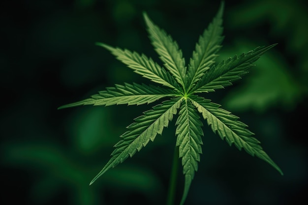 Green Cannabis Leaf on a Vibrant Background