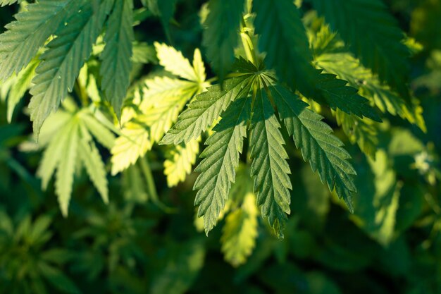 Green cannabis leaves on a bush in the garden