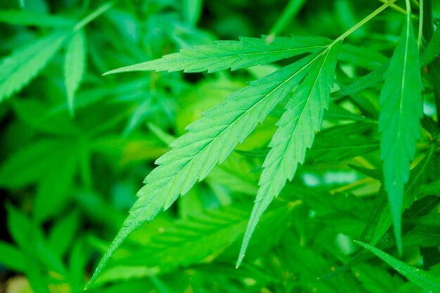 緑の大麻は山の商業的な大麻栽培の葉です