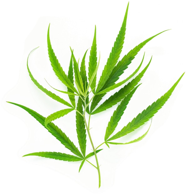 Green cannabis leaves isolated on white background .