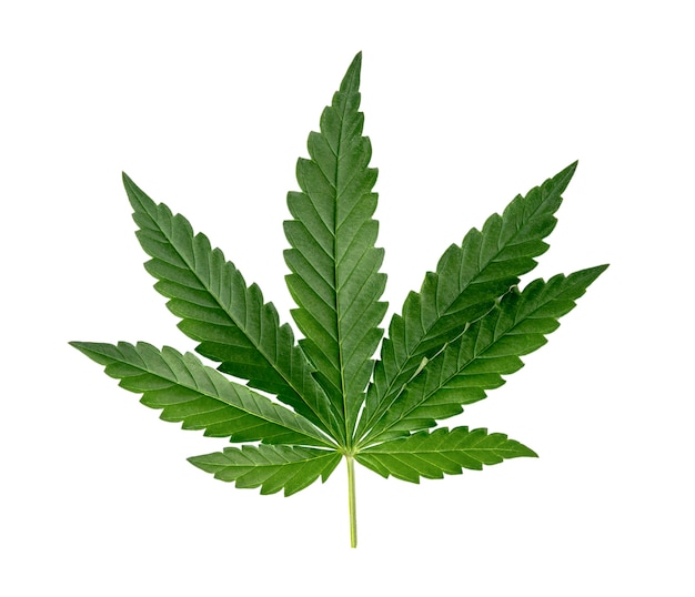 Photo green cannabis leaves isolated.